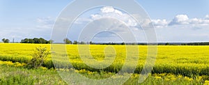 Panorama of a beautiful rapeseed field, illuminated by the bright sun, against a background of trees and a cloudy sky.