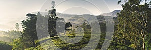 Panorama of Beautiful Sunrise Tea Plantation Concept