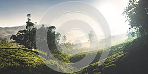Panorama of Beautiful Sunrise Tea Plantation Concept