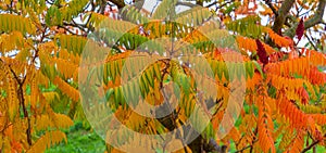 Panorama with beautiful temperate forest leaves like fern in golden Autumn colors resembling fire flame as a background, details,