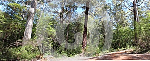 Panorama of Beedelup National Park West Aust photo