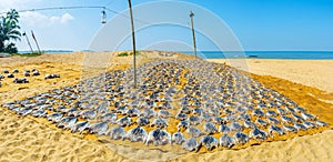 Panorama of Bentota beach with drying fish