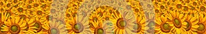 Panorama of the big sunflowers