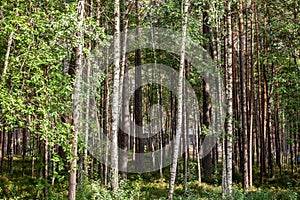 Panorama of a birch tree forest of Latvia, a latvian wood of eastern europe in summer. Also known as betulaceae, the tree is a