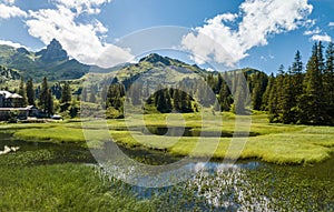 Panorama of Black Lake Schwarzsee marshland with summer vegetation