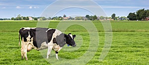 Panorama of a black and white cow in a dutch landscape