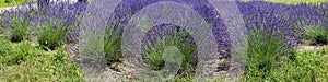 Panorama of the blooming lavender field in sunny day