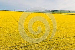 Panorama of blooming rapeseed field. Aerial drone view