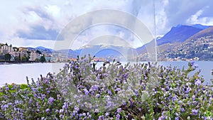 Panorama with blooming rosemary on Lake Lugano bank, Paradiso, Switzerland