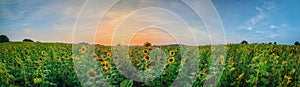 Panorama of blooming sunflowers with beautiful sunset. Agriculture crop fields ofyellow sunflowers.Field of sunflower and phaceli