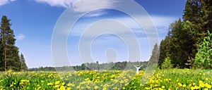 Panorama of a blossoming meadow