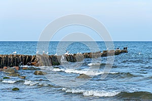 Panorama of the blue Baltic sea with blue sky and seagulls