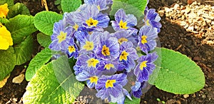 Panorama of blue flower primrose