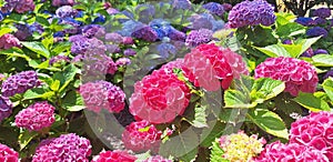 Panorama of the blue and pink flower hydrangea macrophylla or hydrangea ardorescens