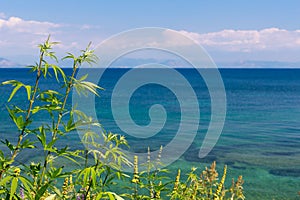 Panorama of blue turquoise sea and plant leaves . Tropical summer landscape. Summer holiday concept. Copy-space