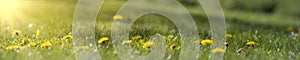 Panorama of blurred yellow dandelion flowers on green lawn. Bright spring background with sunbeams