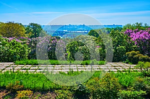 Panorama of Botanical Garden with blooming lilacs and Kyiv skyline, Ukraine photo