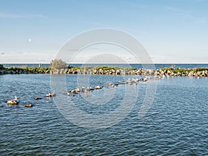 Panorama of breakwaters and birds on artificial island De Kreupel in lake IJsselmeer, Netherlands