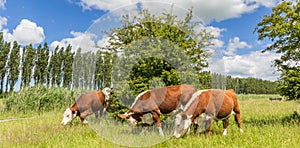 Panorama of brown cows in Kardinge near Groningen