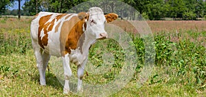 Panorama of a brown and white cow in the heather fields of Drenthe