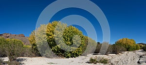 Panorama of Brush on Dry Riverbed