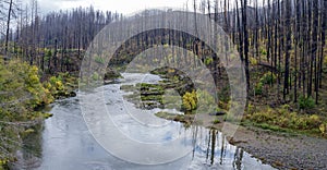 Panorama of burnt trees from a recent forest fire surrounding the North Umpqua River at the Richard G Baker State Park, Oregon,