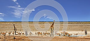 Panorama of a busy waterhole in Etosha National Park