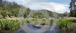 Panorama of Cahaba Rive in the Spring