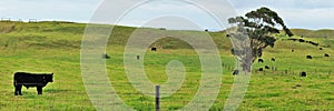 Panorama with calf at farmland