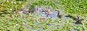 Panorama of Canadese geese in the Westfalen park in Dortmund photo