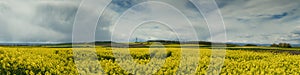 Panorama of a canola field at Hohe Strasse