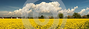 Panorama of canola field in spring