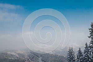 Panorama of the Carpathian mountains. Snowy and wooded peaks and tall fir-trees