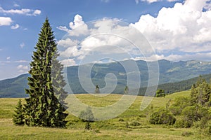 Panorama of Carpathian mountains in summer with lonely pine tree