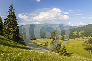 Panorama of Carpathian mountains in summer with lonely pine tree