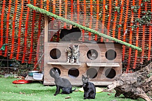 Panorama of a cat house, a cat shelter providing food and help for stray cats in the city center of Belgrade, Serbia, built by