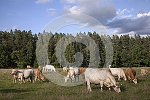 Panorama with cattle