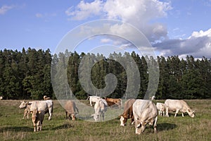 Panorama with cattle