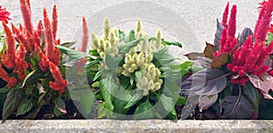Panorama of celosia or amaranthus bush with white dry flowers