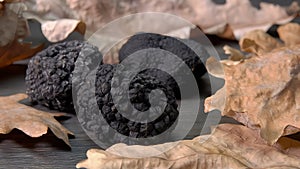 Panorama of cheese truffles lying next to oak leaves