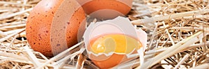 Panorama. Chicken eggs in the straw with half a broken raw egg