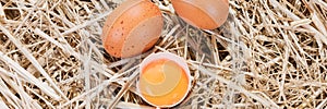 Panorama. Chicken eggs in the straw with half a broken raw egg