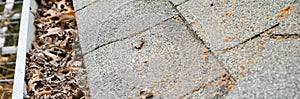 Panorama clogged dried leaves, twig, debris on gutter eavestrough drain pipe near shingles roof of residential home in Dallas, photo