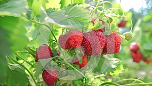 Panorama close-up juicy strawberry bush on a green bed