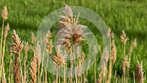 Panorama Close up view of sunlit brown grasses and vivid green field on a sunny day