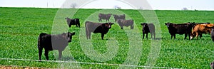 Panorama cloud blue sky over large free ranch grass fed cattle cows farm with diverse group brown, charolais, black Angus cattle