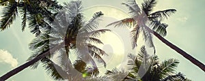Panorama of coconut palm trees on cloudy sky background. Low Angle View. Toned image