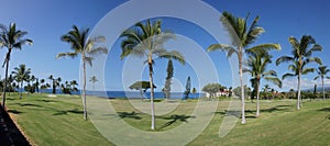 Panorama, coconut palms on golf course fairways
