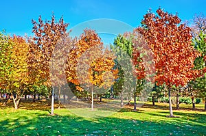 Panorama of colored oaks and green pines in autumn park