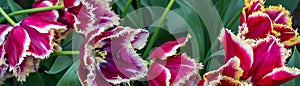 Panorama of colorful beautiful blooming tulip in Lisse, Holland Netherlands close up